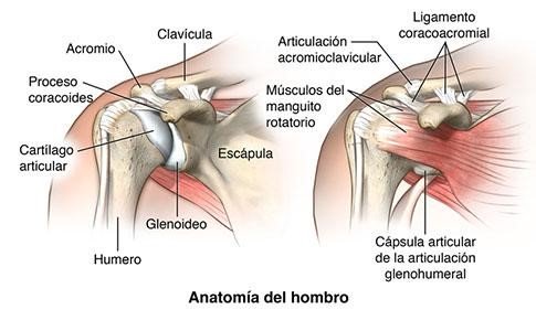 articulación glenohumeral